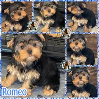 Romeo, a male Yorkshire Terrier for sale in London, KY – 3 of 10