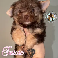 🍫 Twixie, a female Yorkshire Terrier for sale in East Bernstadt, KY – 2 of 10