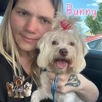 Love Bug, a male Yorkshire Terrier for sale in London, KY – Photo 3 of 4