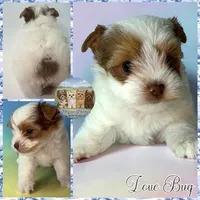 Love Bug, a male Yorkshire Terrier for sale in London, KY – Photo 2 of 4