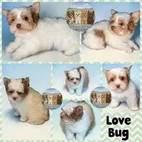 Love Bug, a male Yorkshire Terrier for sale in London, KY – Photo 3 of 9