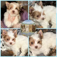 Love Bug, a male Yorkshire Terrier for sale in London, KY – Photo 5 of 9