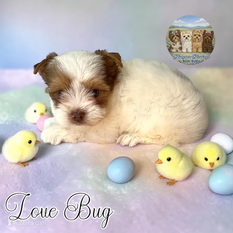 Love Bug – Yorkshire Terrier puppy for sale in London, KY