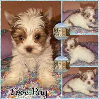 Love Bug, a male Yorkshire Terrier for sale in London, KY – Photo 7 of 9