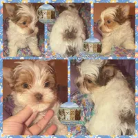 Love Bug, a male Yorkshire Terrier for sale in London, KY – Photo 6 of 9