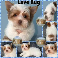 Love Bug, a male Yorkshire Terrier for sale in London, KY – Photo 4 of 9