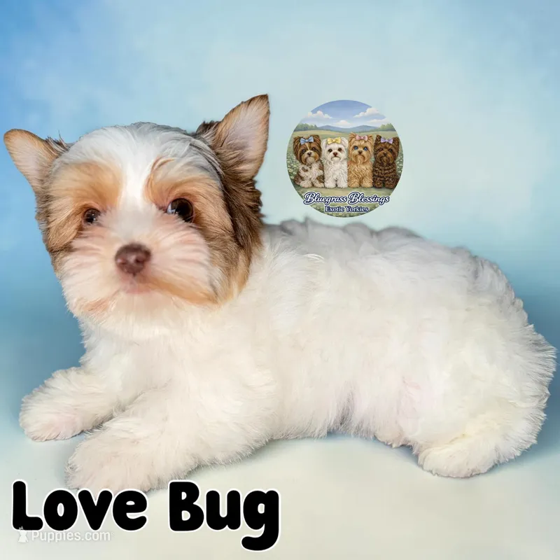 Love Bug – Yorkshire Terrier puppy for sale in London, KY