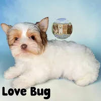 Love Bug, a male Yorkshire Terrier for sale in London, KY – Photo 1 of 9