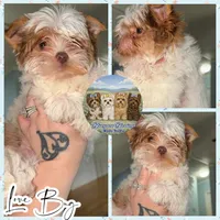 Love Bug, a male Yorkshire Terrier for sale in London, KY – Photo 2 of 9