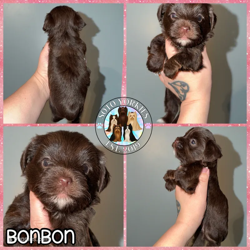 🍫 KB Chocolate Bon Bon – Yorkshire Terrier puppy for sale in East Bernstadt, KY