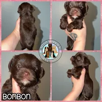 🍫 KB Chocolate Bon Bon, a female Yorkshire Terrier for sale in East Bernstadt, KY – 5 of 10