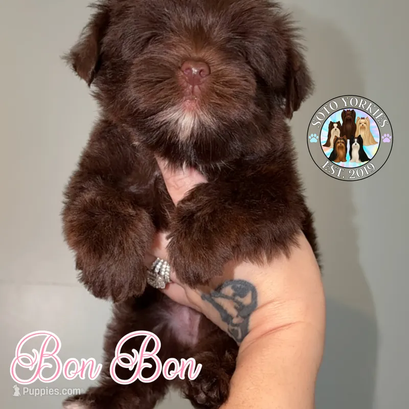 🍫 KB Chocolate Bon Bon – Yorkshire Terrier puppy for sale in East Bernstadt, KY