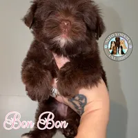 🍫 KB Chocolate Bon Bon, a female Yorkshire Terrier for sale in East Bernstadt, KY – 1 of 10