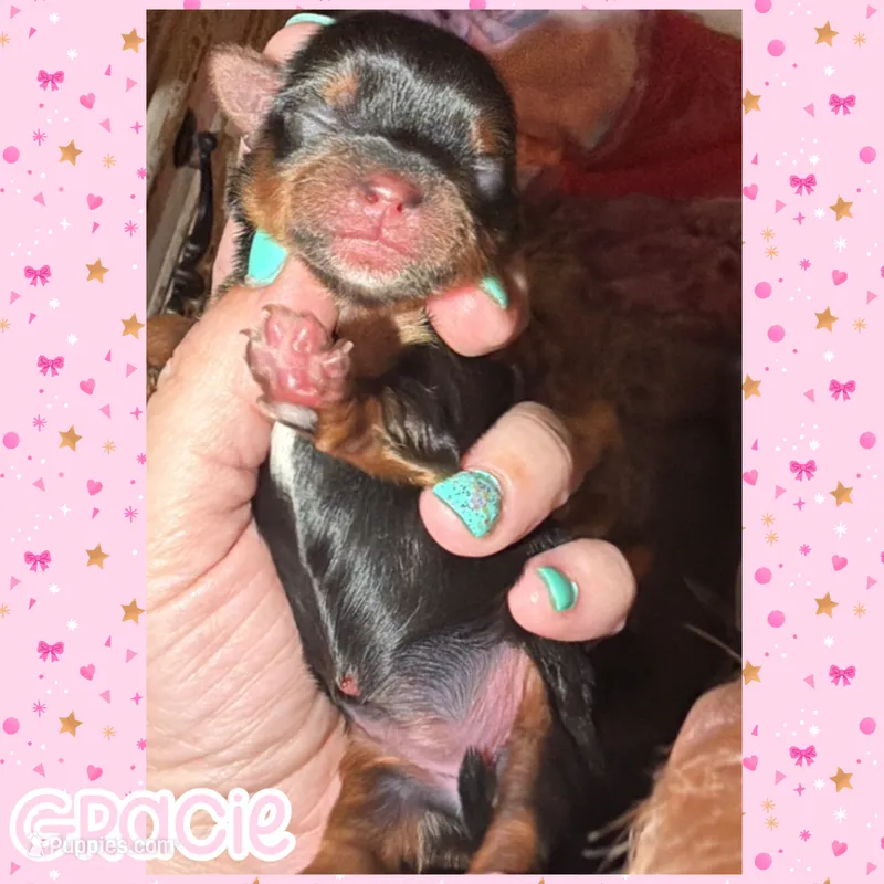 🎀 GRACIE — Female Yorkshire Terrier – Yorkshire Terrier puppy on hold in East Bernstadt, KY