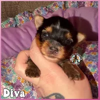 Diva, a female Yorkshire Terrier for sale in London, KY – Photo 1 of 5