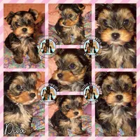 Diva, a female Yorkshire Terrier for sale in London, KY – Photo 5 of 10