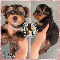 Diva, a female Yorkshire Terrier for sale in London, KY – Photo 6 of 10