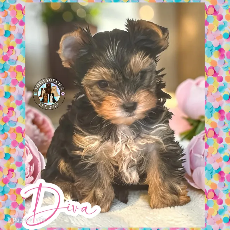 Diva – Yorkshire Terrier puppy for sale in London, KY
