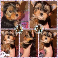 Diva, a female Yorkshire Terrier for sale in London, KY – Photo 1 of 10