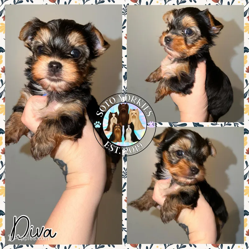 Diva – Yorkshire Terrier puppy for sale in London, KY