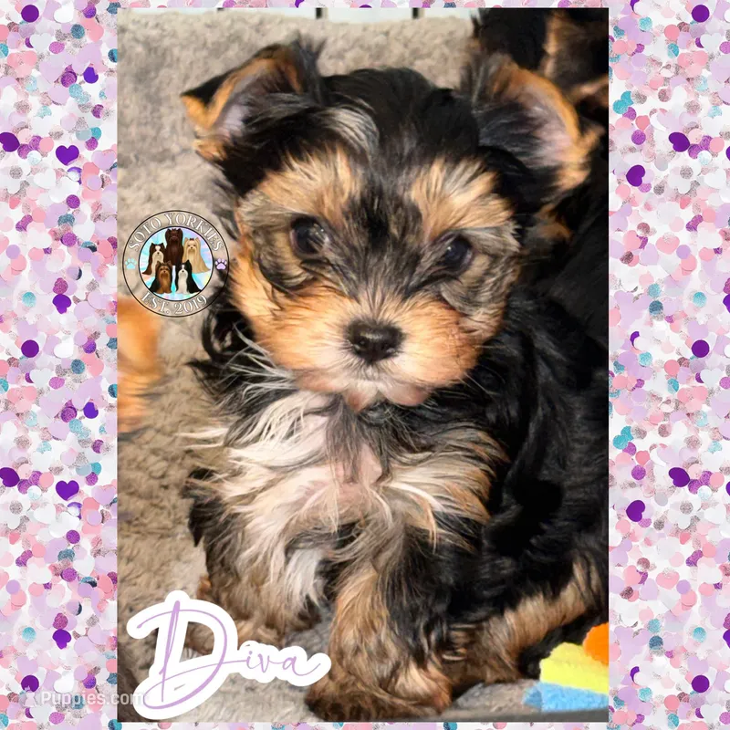 Diva – Yorkshire Terrier puppy for sale in London, KY