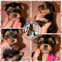 Diva, a female Yorkshire Terrier for sale in London, KY – Photo 7 of 10