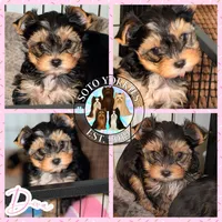 Diva, a female Yorkshire Terrier for sale in London, KY – Photo 4 of 10