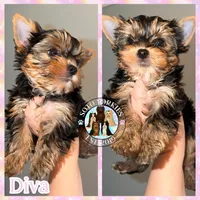 Diva, a female Yorkshire Terrier for sale in London, KY – Photo 2 of 10
