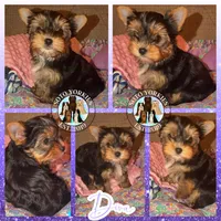 Diva, a female Yorkshire Terrier for sale in London, KY – Photo 3 of 10