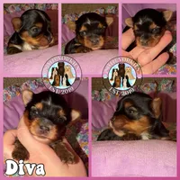 Diva, a female Yorkshire Terrier for sale in London, KY – Photo 3 of 5