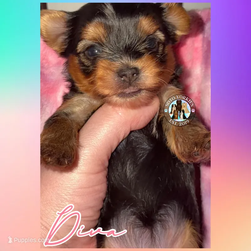 Diva – Yorkshire Terrier puppy for sale in London, KY
