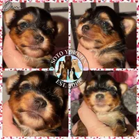 Diva, a female Yorkshire Terrier for sale in London, KY – Photo 2 of 5
