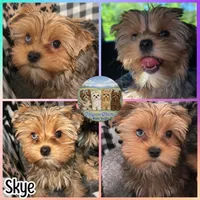 Amora Skye, a female Yorkshire Terrier for sale in London, KY – 2 of 8