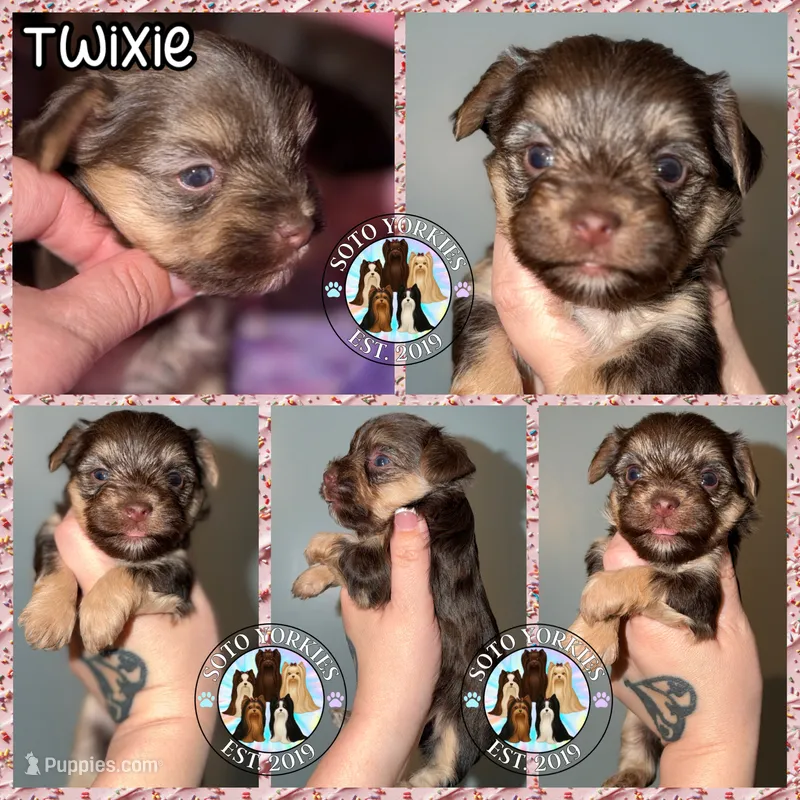 🍫 Twixie – Yorkshire Terrier puppy for sale in East Bernstadt, KY