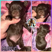 KB Chocolate 🧁 Muffin, a female Yorkshire Terrier for sale in East Bernstadt, KY – 5 of 9