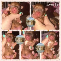 🤎 EVERLY — Chocolate Sable Female Yorkie, a female Yorkshire Terrier for sale in East Bernstadt, KY – 1 of 5