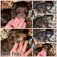 🍫 KB Chocolate Bon Bon, a female Yorkshire Terrier for sale in East Bernstadt, KY – 4 of 10