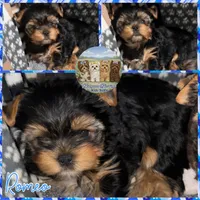 Romeo, a male Yorkshire Terrier for sale in London, KY – Photo 9 of 10