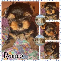Romeo, a male Yorkshire Terrier for sale in London, KY – Photo 10 of 10