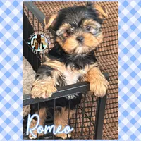 Romeo, a male Yorkshire Terrier for sale in London, KY – Photo 1 of 10