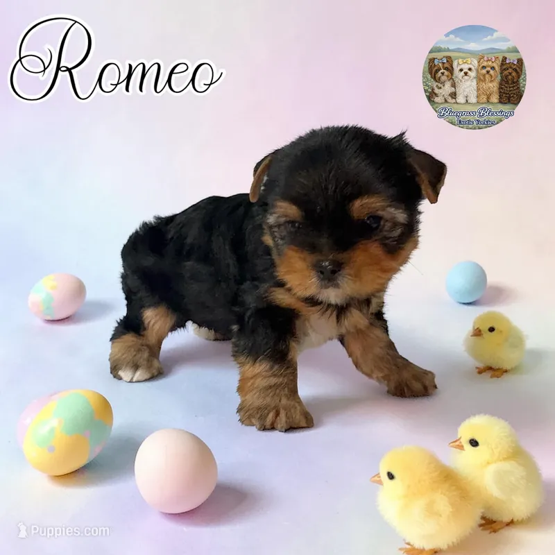 Romeo – Yorkshire Terrier puppy for sale in London, KY