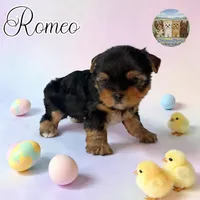 Romeo, a male Yorkshire Terrier for sale in London, KY – Photo 1 of 4