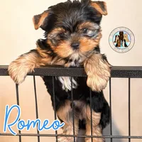 Romeo, a male Yorkshire Terrier for sale in London, KY – Photo 3 of 10
