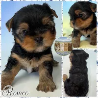 Romeo, a male Yorkshire Terrier for sale in London, KY – Photo 2 of 4