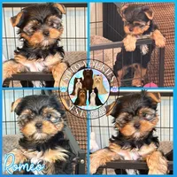 Romeo, a male Yorkshire Terrier for sale in London, KY – Photo 4 of 10