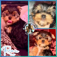 Romeo, a male Yorkshire Terrier for sale in London, KY – Photo 2 of 10