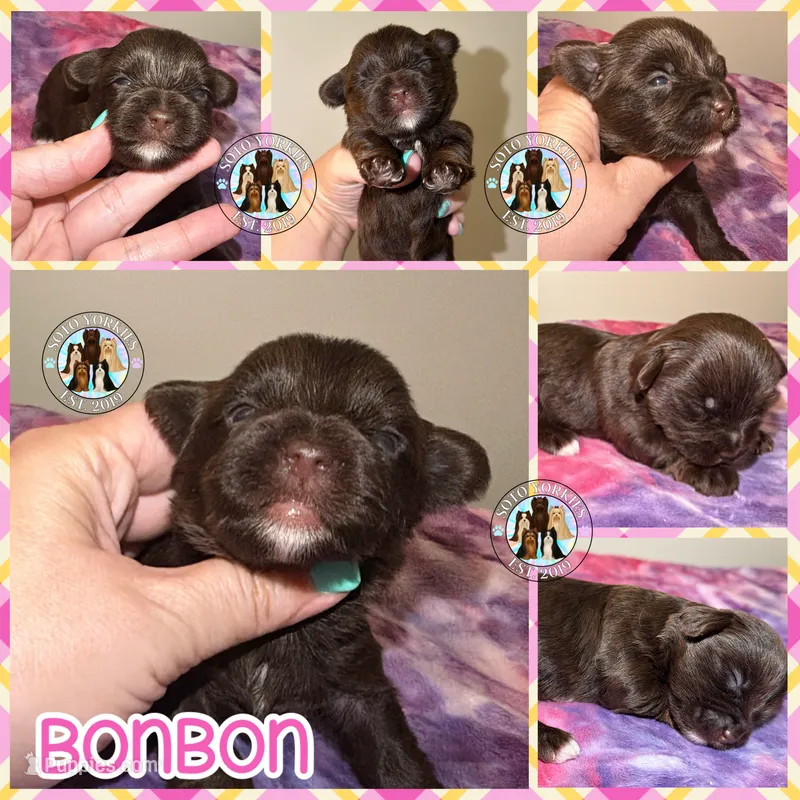 🍫 KB Chocolate Bon Bon – Yorkshire Terrier puppy for sale in East Bernstadt, KY