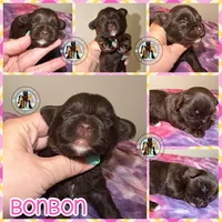 🍫 KB Chocolate Bon Bon, a female Yorkshire Terrier for sale in East Bernstadt, KY – 1 of 4