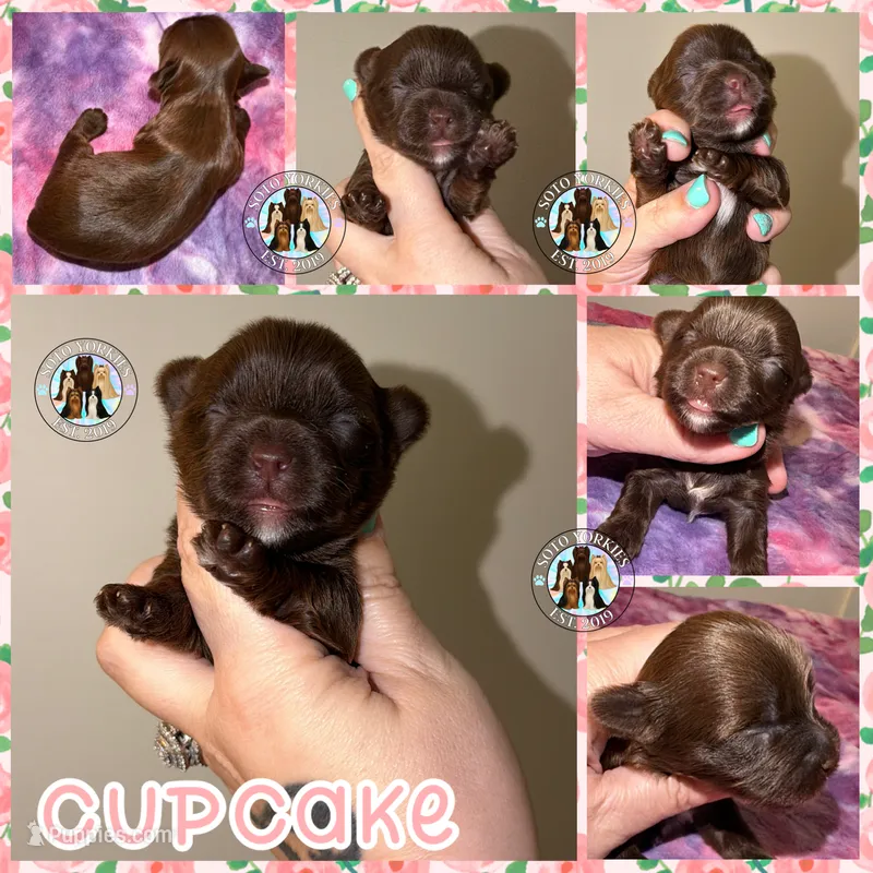 KB Chocolate 🧁 Cupcake – Yorkshire Terrier puppy for sale in East Bernstadt, KY