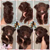 KB Chocolate 🧁 Muffin, a female Yorkshire Terrier for sale in East Bernstadt, KY – 3 of 9